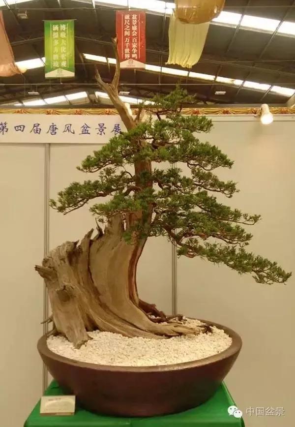 中国唐苑第四届唐风盆景展部分作品欣赏