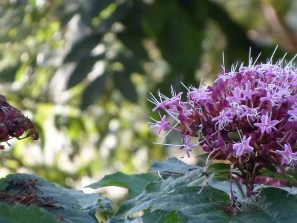 风物丨秋日花冠庙:中药草臭茉莉