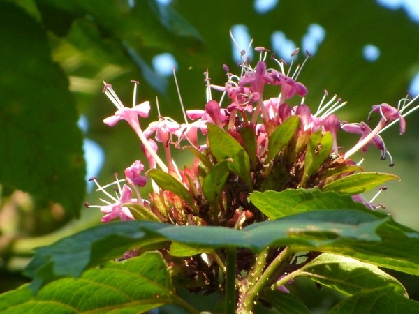 风物丨秋日花冠庙:中药草臭茉莉