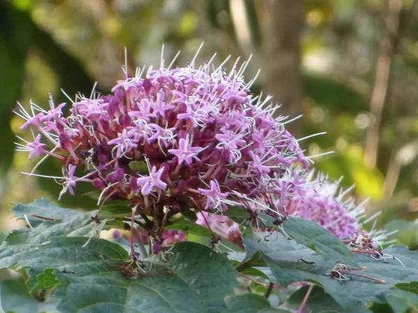 风物丨秋日花冠庙:中药草臭茉莉