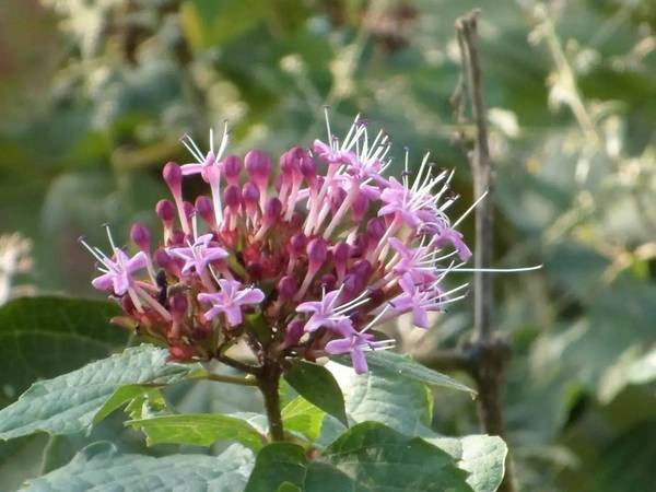 风物丨秋日花冠庙:中药草臭茉莉