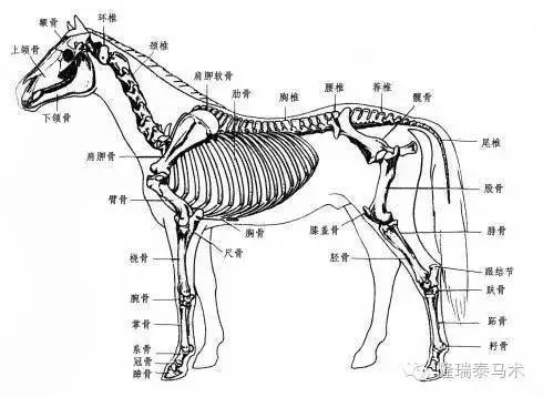 木牛流马内部结构图图片