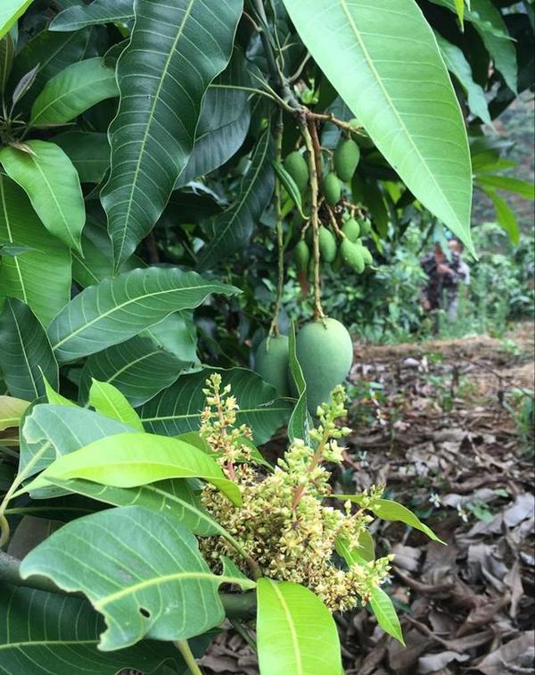 一起怀念广西的桂七芒果