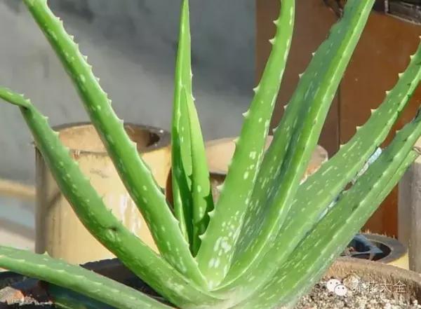 除甲醛植物排名_除甲醛排名第一的植物(3)