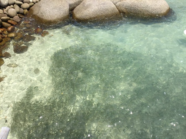 被各种鱼环绕,那种感觉实在美妙.