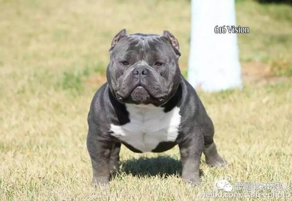 此外还有一窝精品恶霸幼犬出售,纯米亚基系内繁殖!