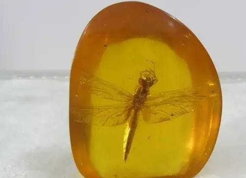 据悉,世界最大的虫珀中的虫子也就7.1cm,是个美洲变色蜥蜴.
