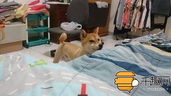 狗狗为什么会一直看着你 新闻频道 手机搜狐