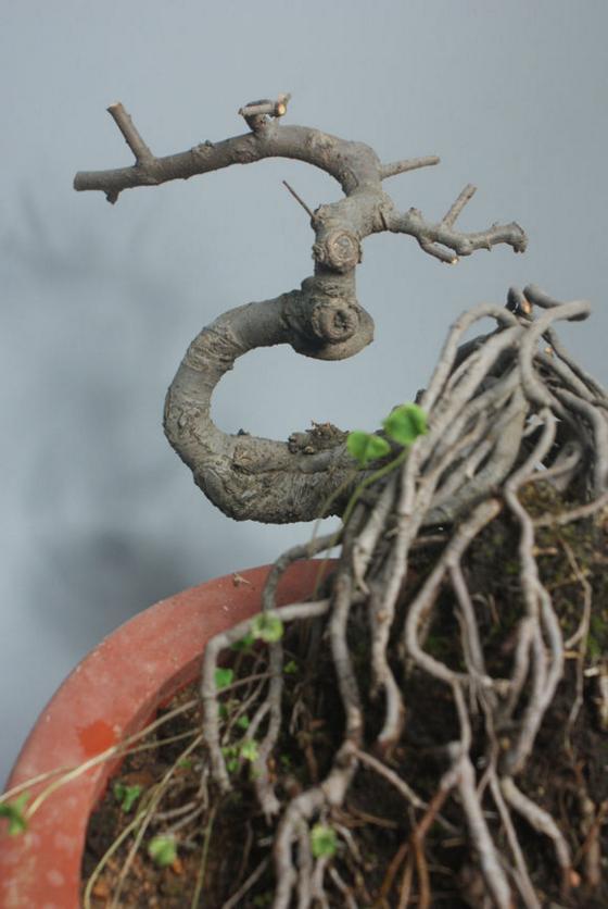 耗费多年光阴提根,沧桑老道的老榆树盆景!
