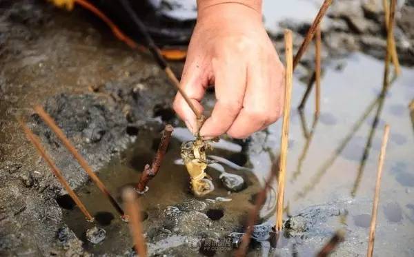 渔民居然拿起了毛笔来捕捉蝼蛄虾!具体方法是怎样的呢?