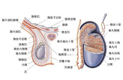 睾丸发生疼痛的原因 健康频道 手机搜狐 睾丸发生疼痛的原因 健康频道 手机搜狐