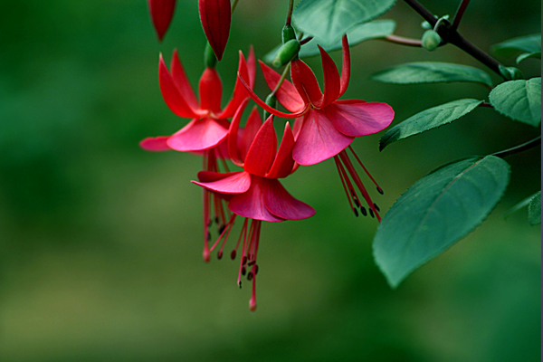河州牡丹—倒挂金钟的饲养方法和注意事项