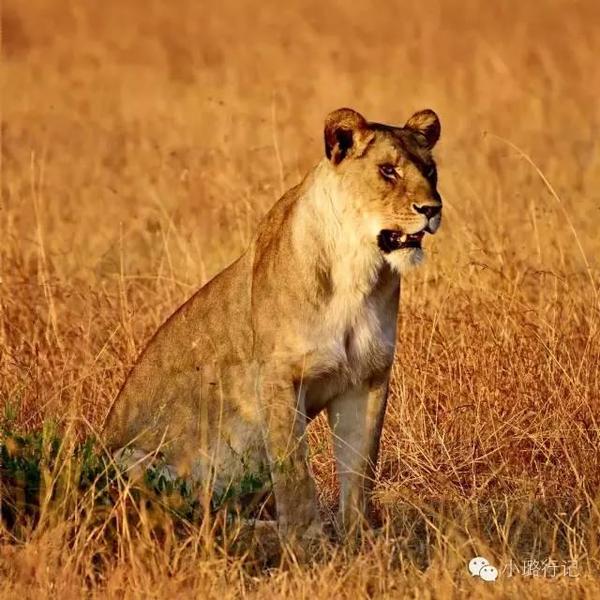 去坦桑尼亚看狮子,这集傲娇和呆萌于一身的王者!