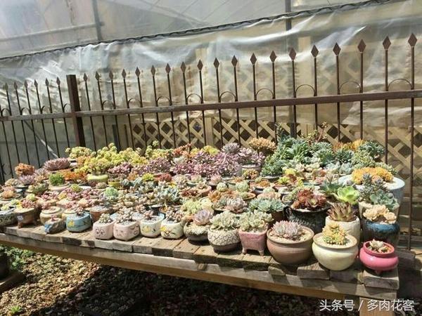300款多肉植物拉丁文 中文 日文 韩文名称对照 新闻频道 手机搜狐