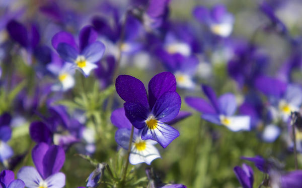 不是所有紫色花都叫薰衣草 壹 旅游频道 手机搜狐