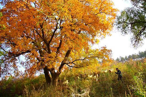 朝阳凌源现500岁枫树王 腰围5.68米需三人合抱