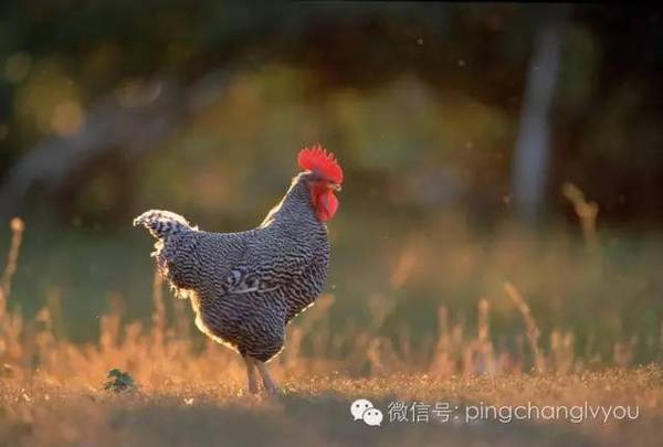 【国家地理标志保护产品】平昌镇龙山瓦灰鸡,你值得拥有!