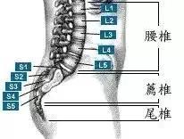 腰椎的基本解剖 椎间孔镜系列专题 二 健康频道 手机搜狐