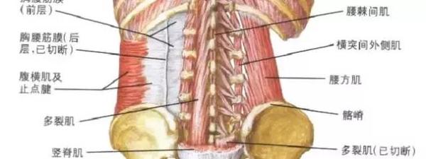 腰椎的基本解剖 椎间孔镜系列专题 二 健康频道 手机搜狐