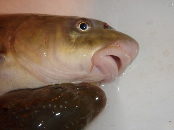 钓上雅鲁藏布江里的特有鱼,厚实的嘴唇十分性感