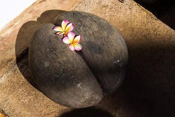 塞舌尔海椰子