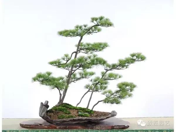 丛林式盆景精品欣赏