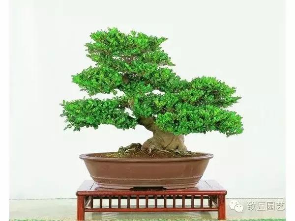 翠米茶盆景作品