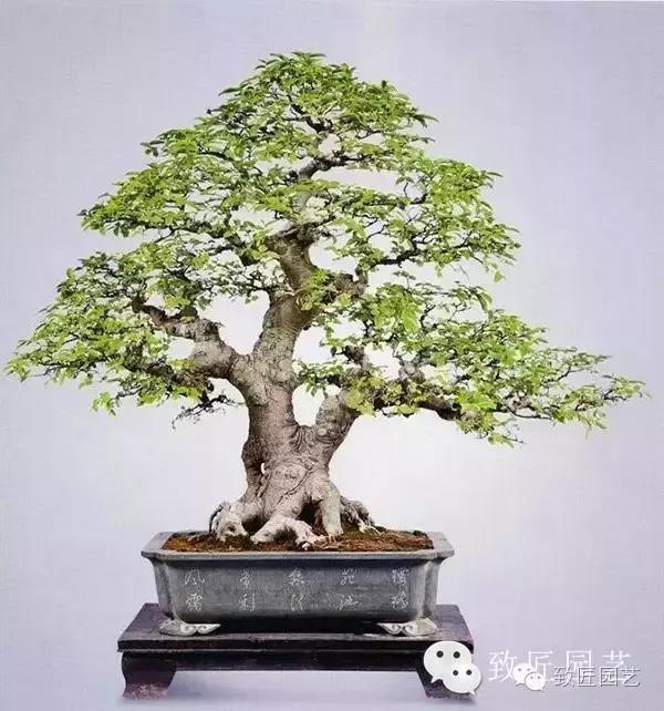 最常见的三十六种盆景植物