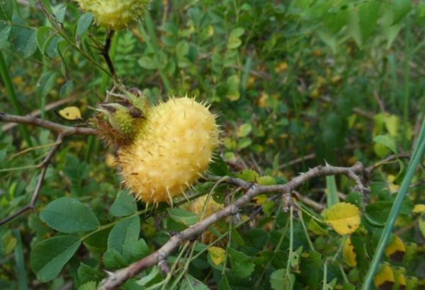 山坡上满身是刺的小野果,男人吃了厉害的不得了
