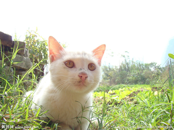 猫可能患的皮肤病有哪些 猫一般会得什么皮肤病 新闻频道 手机搜狐