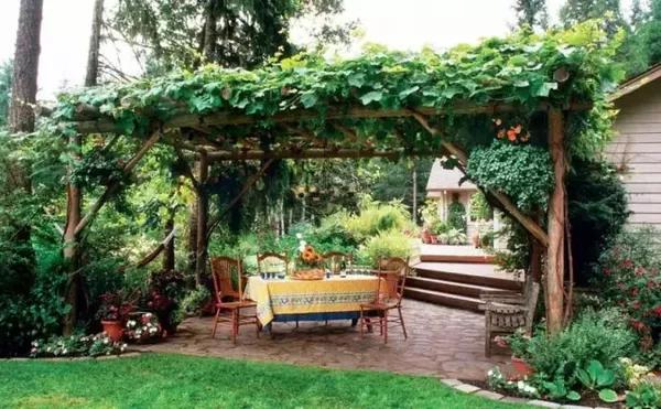 待到明年,葡萄架下,乘凉,听蛐蛐儿