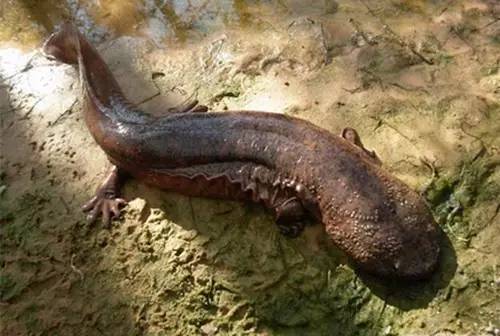 只因在朋友圈发了一张照片,厨师立马被送进监狱