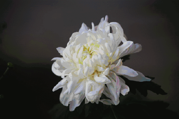 不仅菊花鲜艳,积木展更有趣,先睹为快吧!