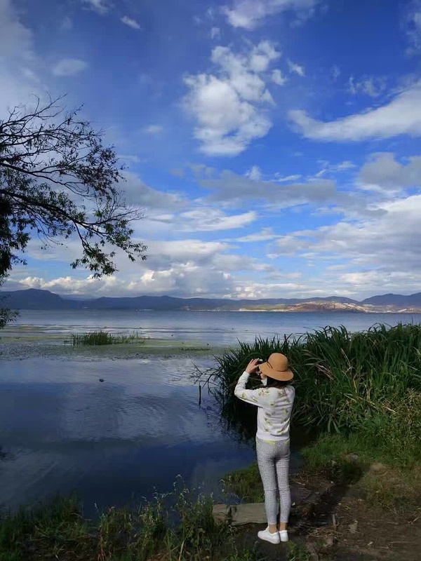 开在海边的格桑花