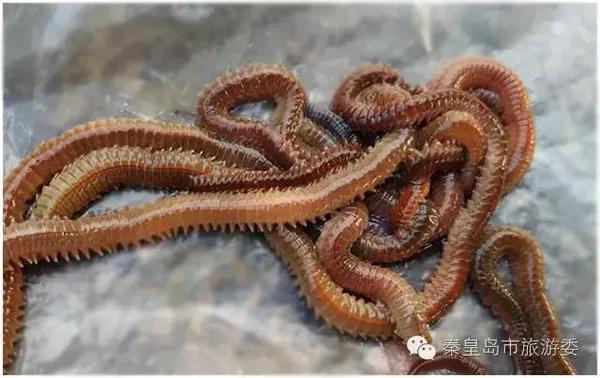 推荐鱼饵:海蚯蚓,面条鱼,虾,沙蚕,鱿鱼条,海肠子等