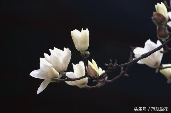 一玄堂风水 庭院花木种植既要讲科学 星座频道 手机搜狐