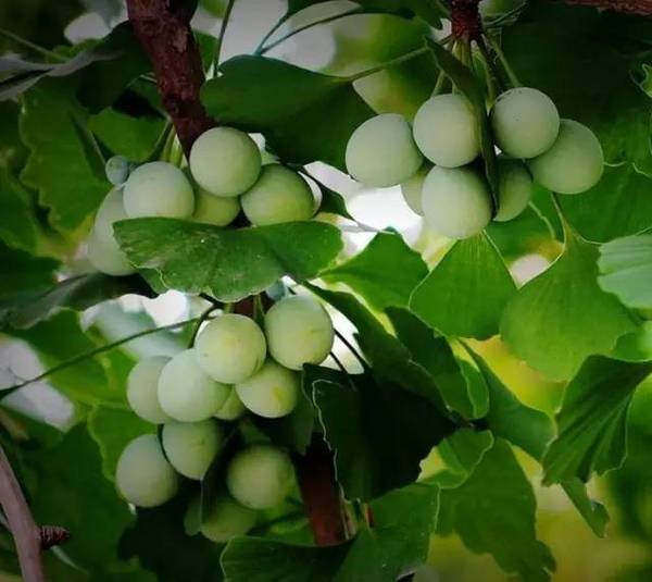 虎耳草 虎耳草炒鸡蛋,美味!