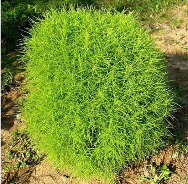 一种农村随处见的草可预防脚气,大部分人不知道!