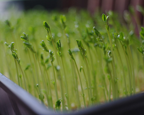 豌豆苗种植技巧 健康生活自己动手 新闻频道 手机搜狐 豌豆苗种植技巧 健康生活自己动手 新闻频道 手机搜狐