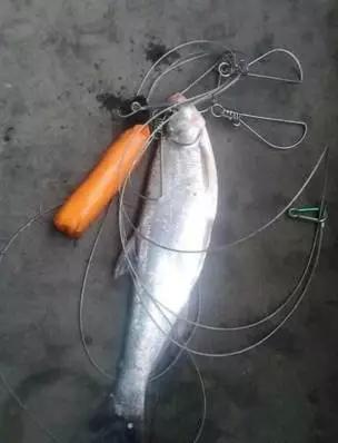 活泥鳅挂钩野钓翘嘴的方法