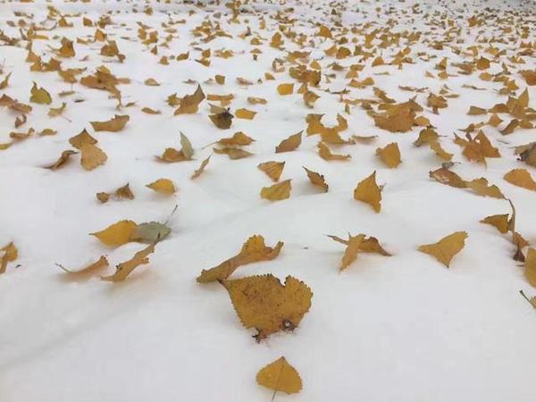 我在南方的艳阳里大雪纷飞!襄阳首雪悄然而至