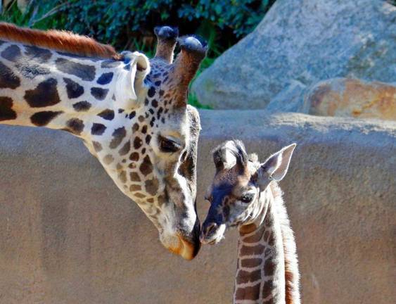 洛杉矶动物园新添小长颈鹿 与父亲亲密碰头画面感人