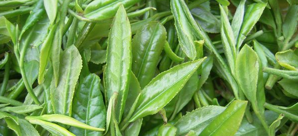 解析茶叶加工技术中的萎凋