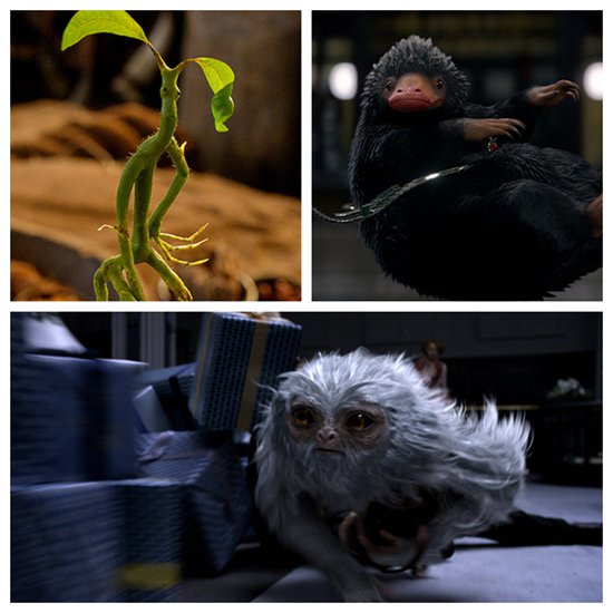 《神奇动物》公映 7个关键词为非哈迷"科普"