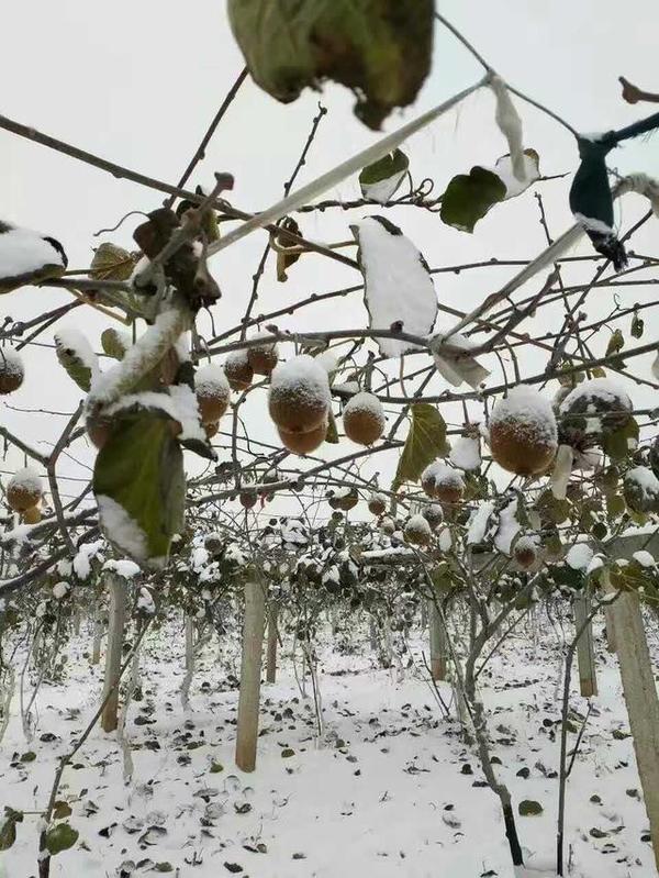 面对突如其来的降雪,猕猴桃果园如何做好防冻呢?