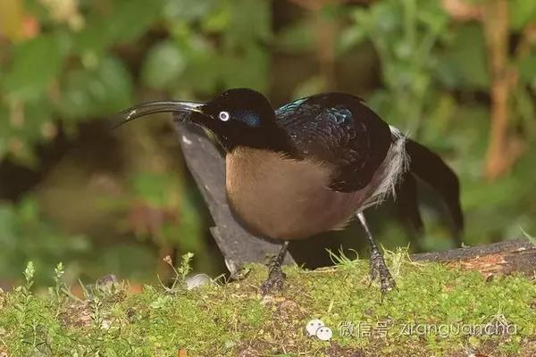 鸟人们做梦都难看到的极乐鸟们