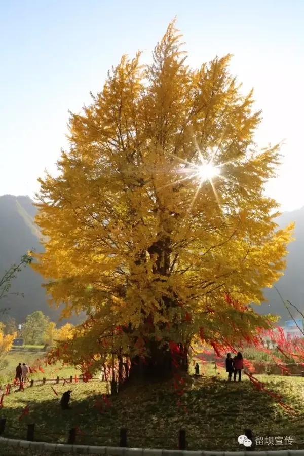 这两天留坝的千年银杏太美啦!错过又得等一年!