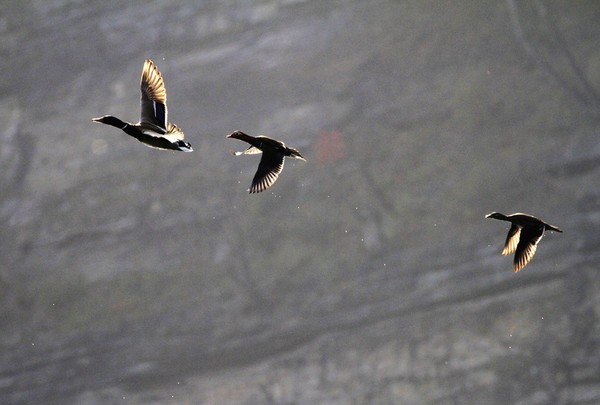 白玉超 笔名白浪,号山野浪人.