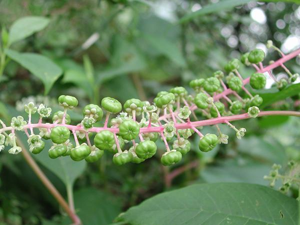 农村的一棵毒草,居然也是治病的良药!