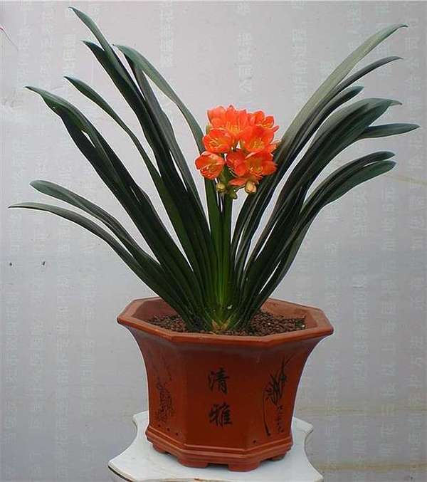 六种开运旺财的风水花草,好多有钱人家里都会种